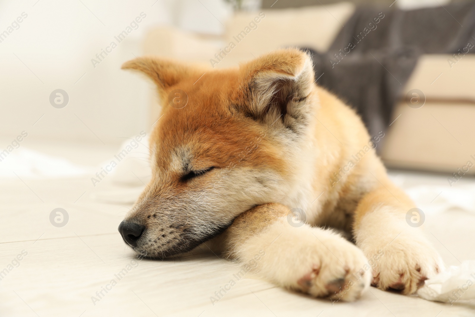 Photo of Cute akita inu puppy lying on floor indoors