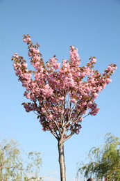 Beautiful sakura tree with pink flowers growing outdoors