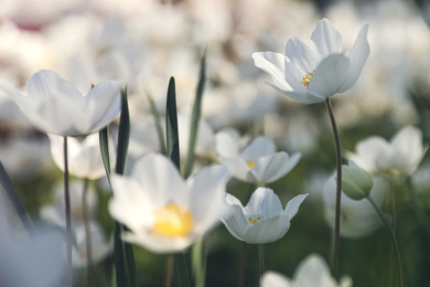 Photo of Beautiful blossoming Japanese anemone flowers outdoors on spring day