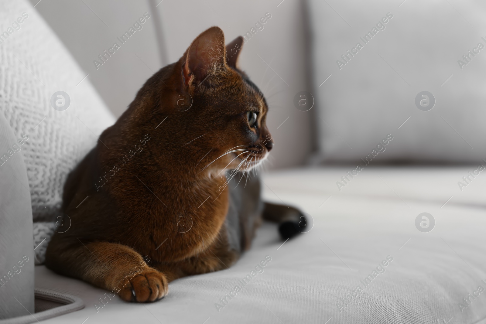 Photo of Beautiful Abyssinian cat on sofa at home. Lovely pet