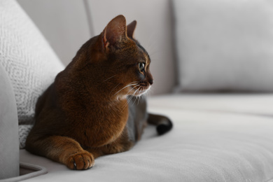 Beautiful Abyssinian cat on sofa at home. Lovely pet