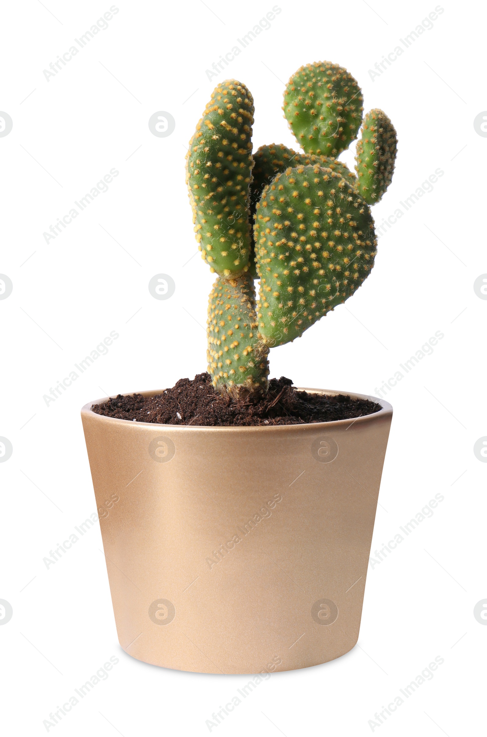 Photo of Beautiful Opuntia cactus in pot on white background