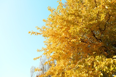 Photo of Beautiful tree with yellow leaves against blue sky. Autumn season