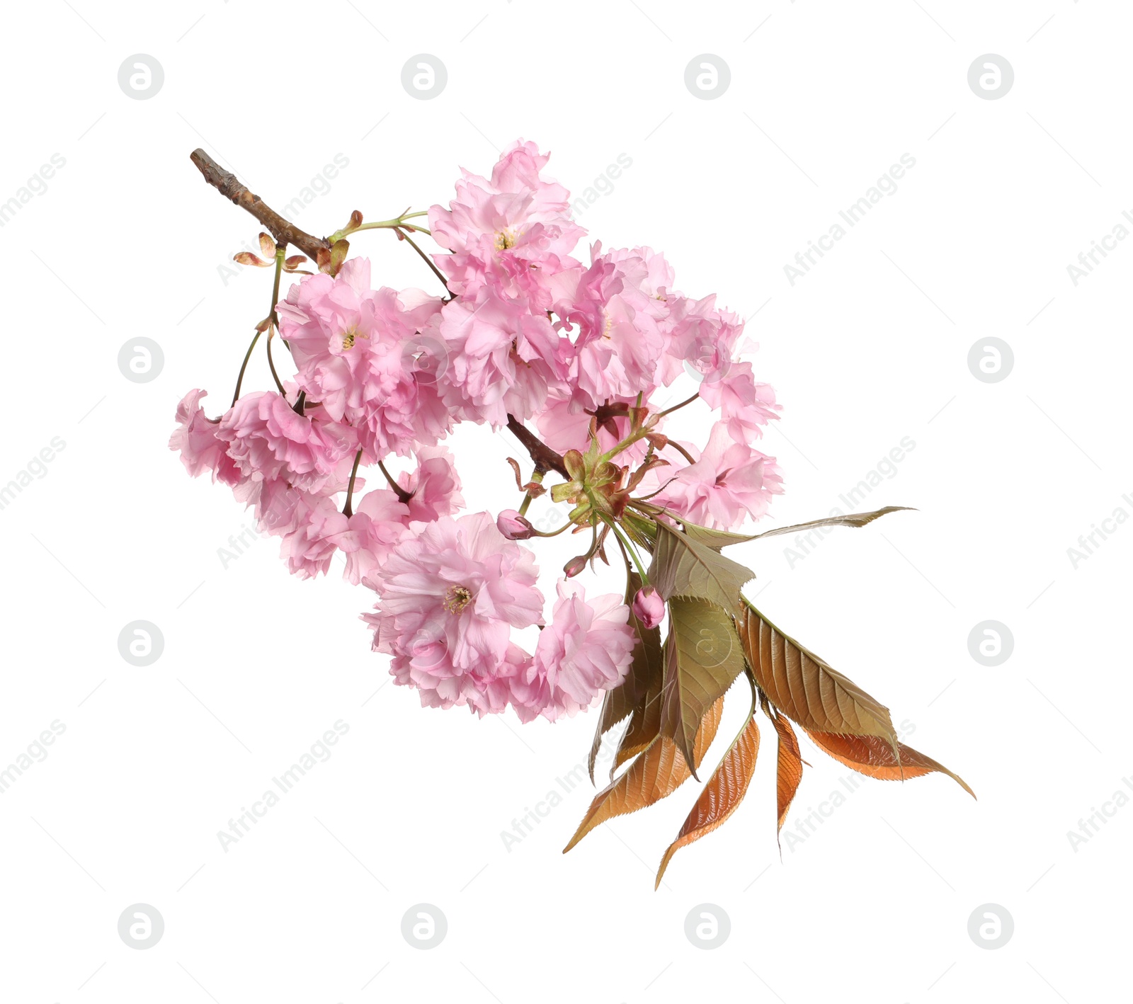 Photo of Beautiful sakura tree branch with pink flowers isolated on white