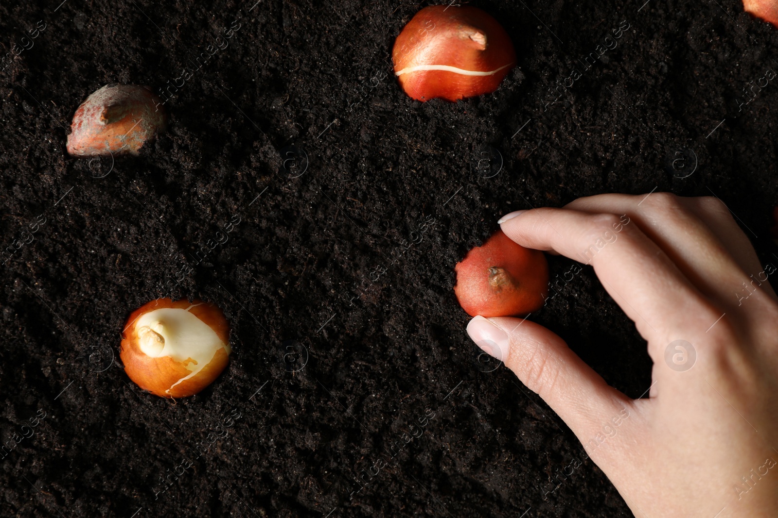 Photo of Woman planting tulip bulb into soil, top view