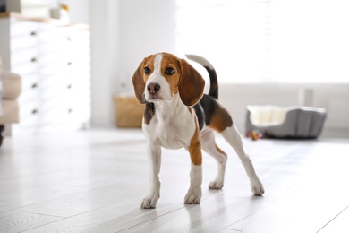 Photo of Cute Beagle puppy at home. Adorable pet