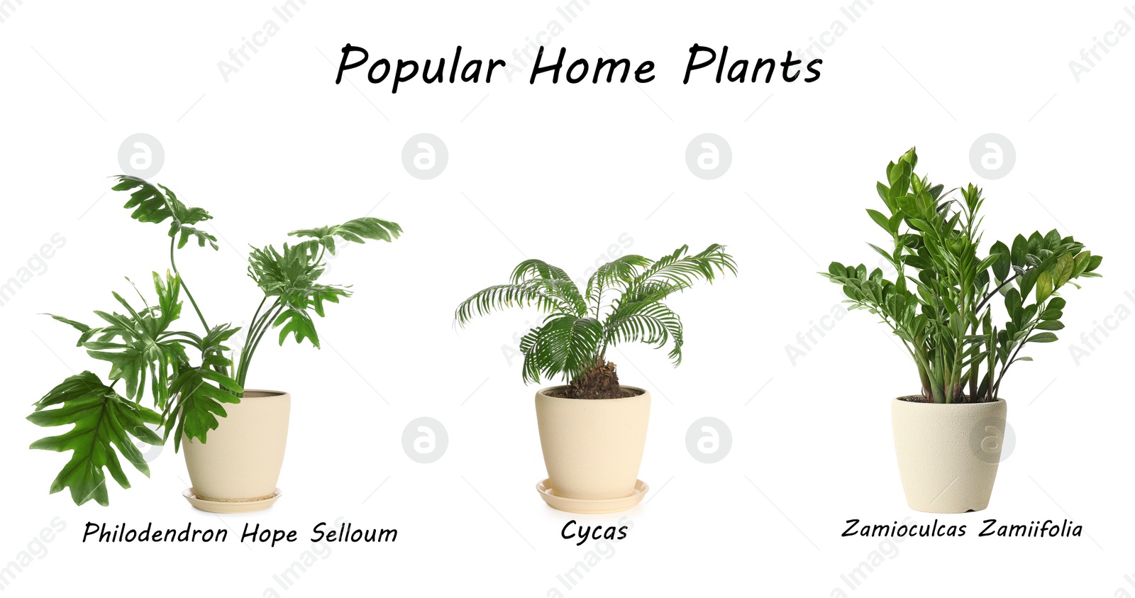 Image of Set of popular house plants on white background