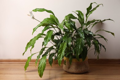 Photo of Beautiful spathiphyllum in pot on floor indoors. House decor