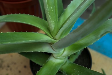 Closeup view of beautiful green aloe vera plant on table