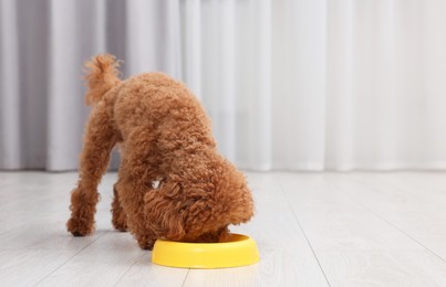 Photo of Cute Maltipoo dog feeding from plastic bowl indoors, space for text. Lovely pet