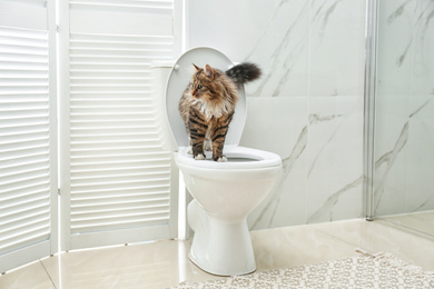 Photo of Cute cat on toilet bowl in bathroom