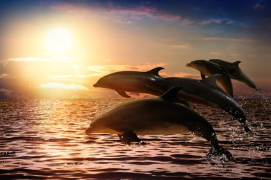 Image of Beautiful bottlenose dolphins jumping out of sea at sunset 