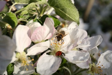 Photo of Bee and ladybug on blossoming apple tree, closeup. Spring season