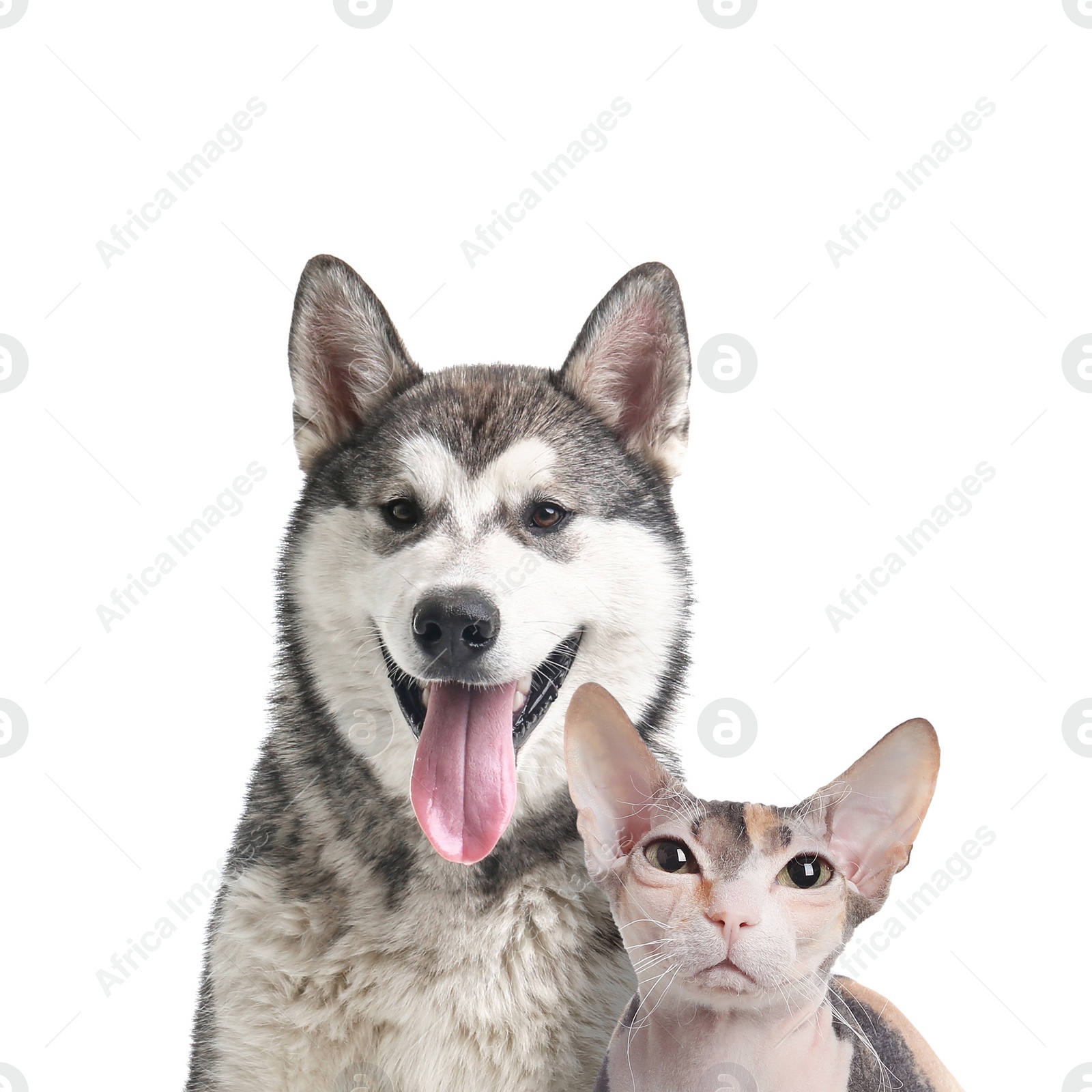 Image of Adorable cat and dog on white background. Cute friends