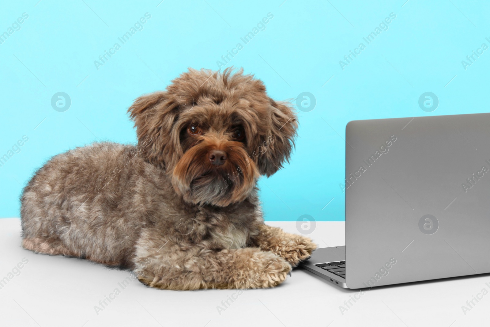 Photo of Cute Maltipoo dog with laptop on light blue background. Lovely pet