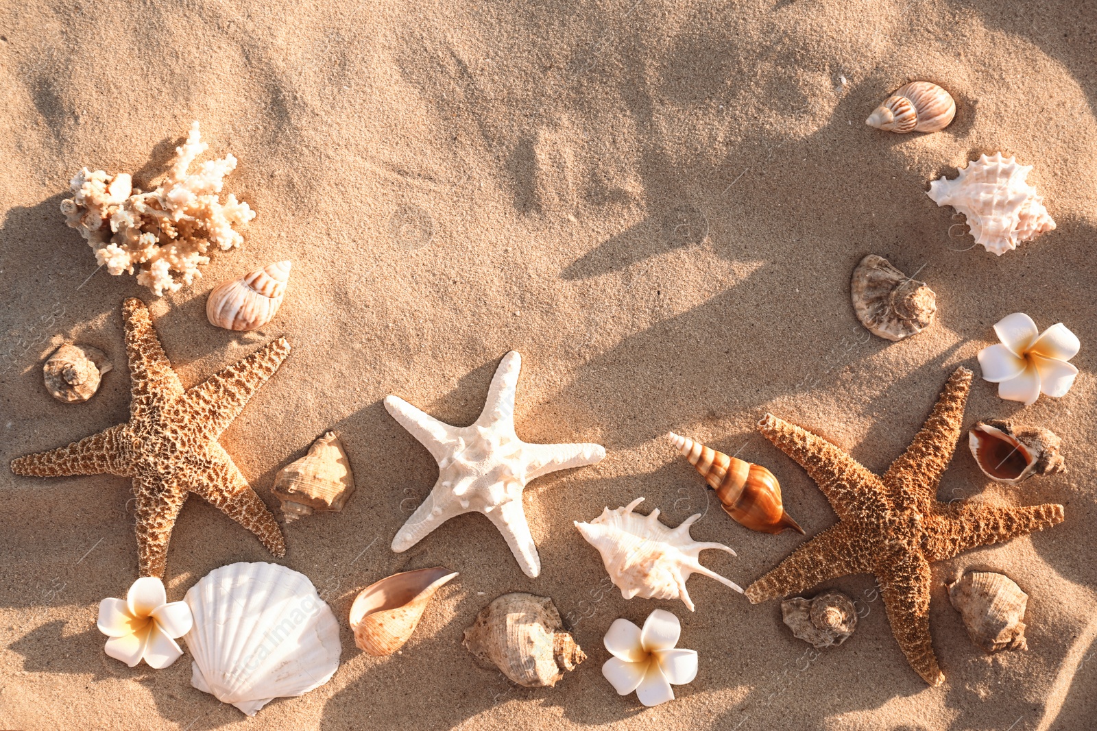 Photo of Flat lay composition with starfishes and seashells on sandy beach. Space for text