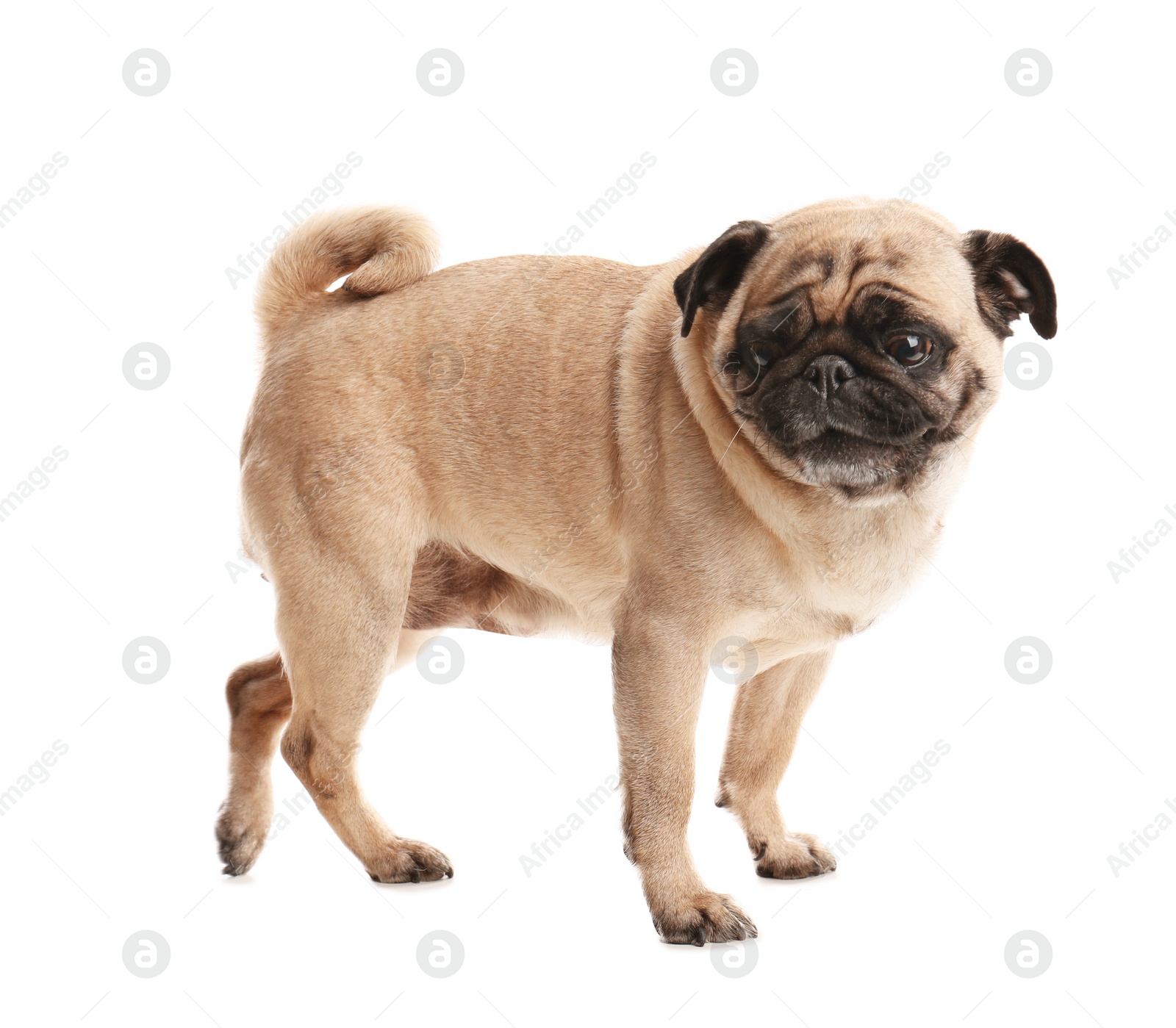 Photo of Happy cute pug dog isolated on white