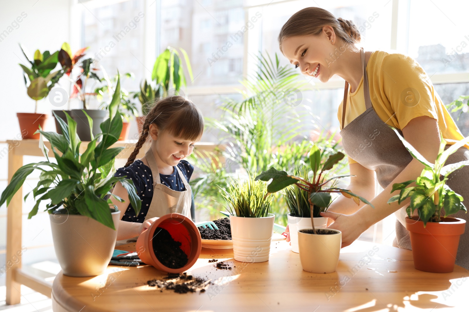 Photo of Mother and daughter taking care of home plants at table indoors