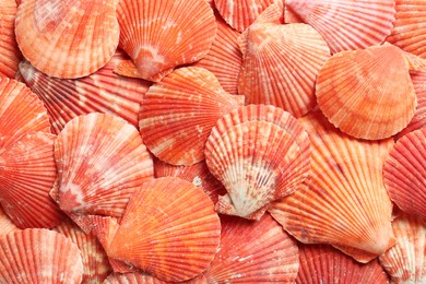 Top view of beautiful color seashells as background