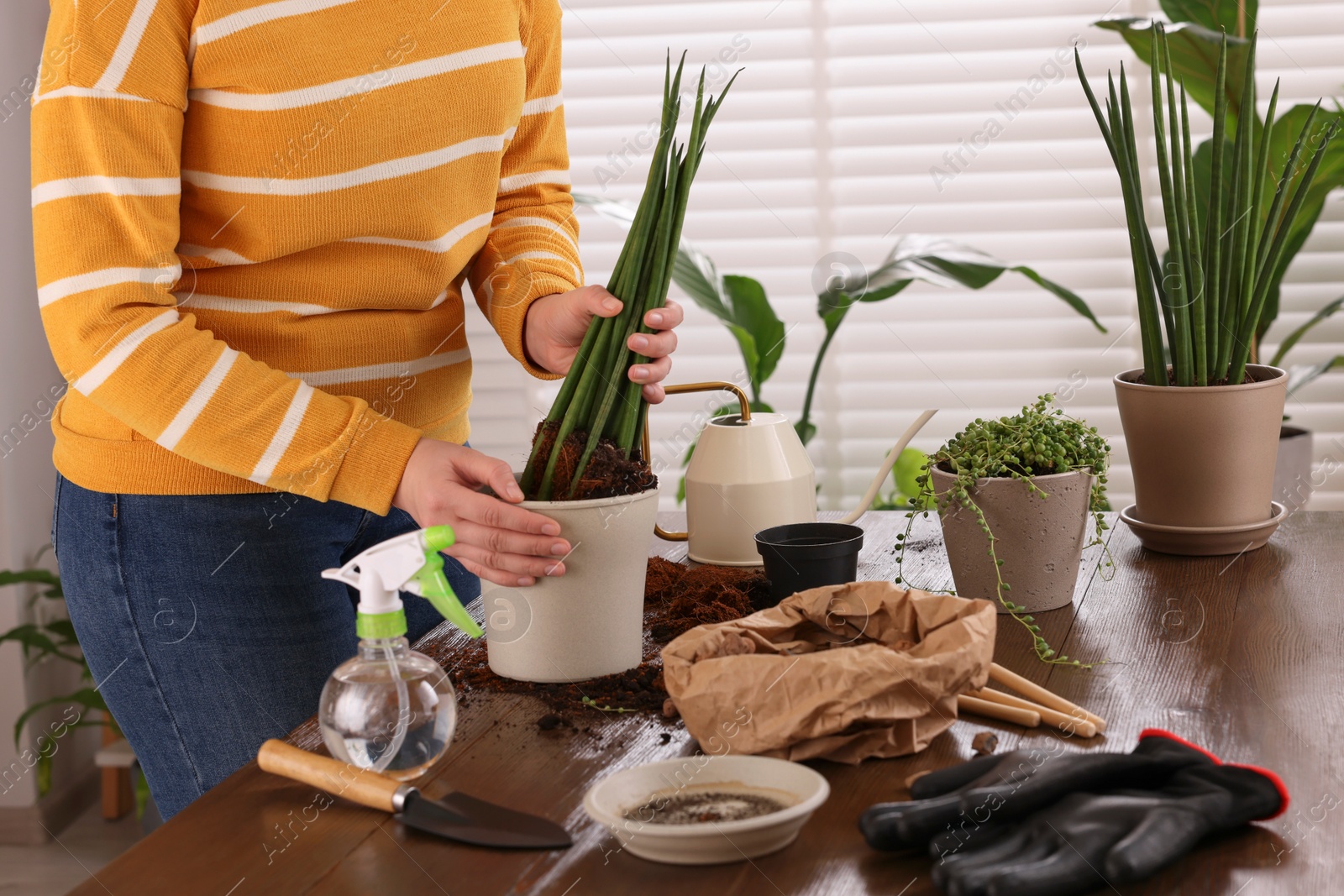 Photo of Woman transplanting houseplant into new pot at wooden table indoors, closeup