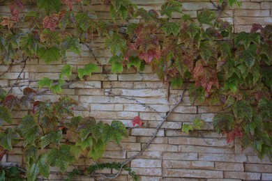 Photo of Beautiful brick wall with growing climber plant