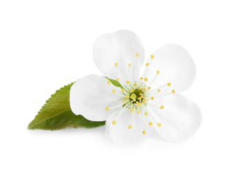 Photo of Beautiful tree blossom isolated on white. Spring season