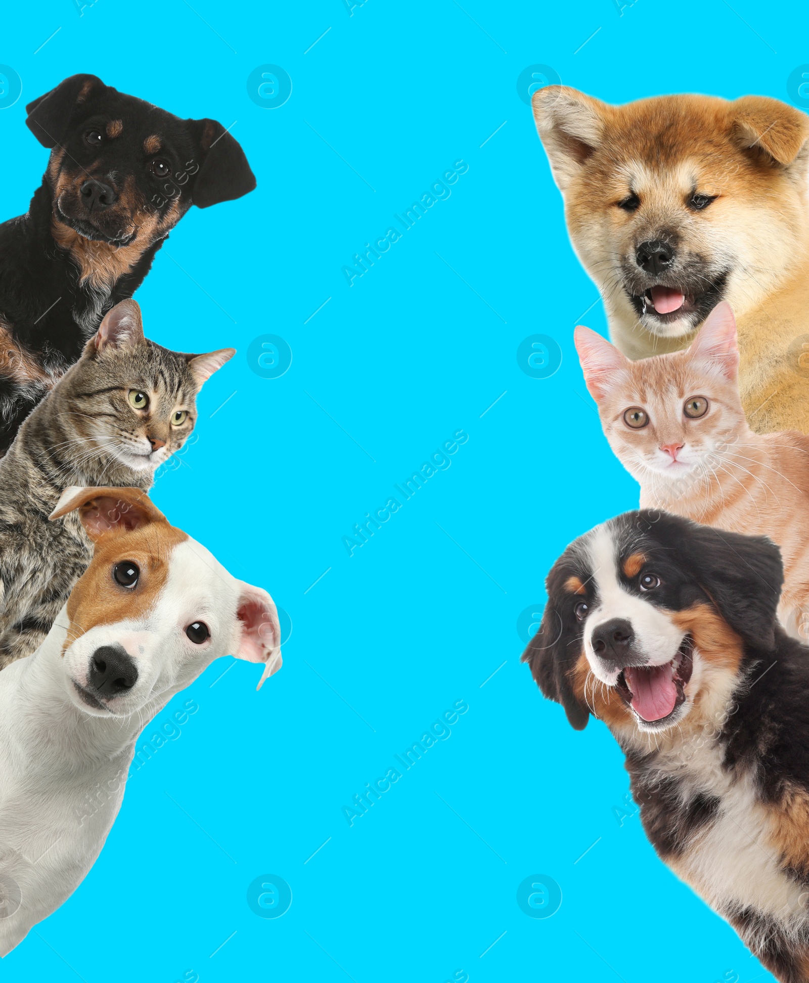 Image of Cute funny cats and dogs on turquoise background. Space for text