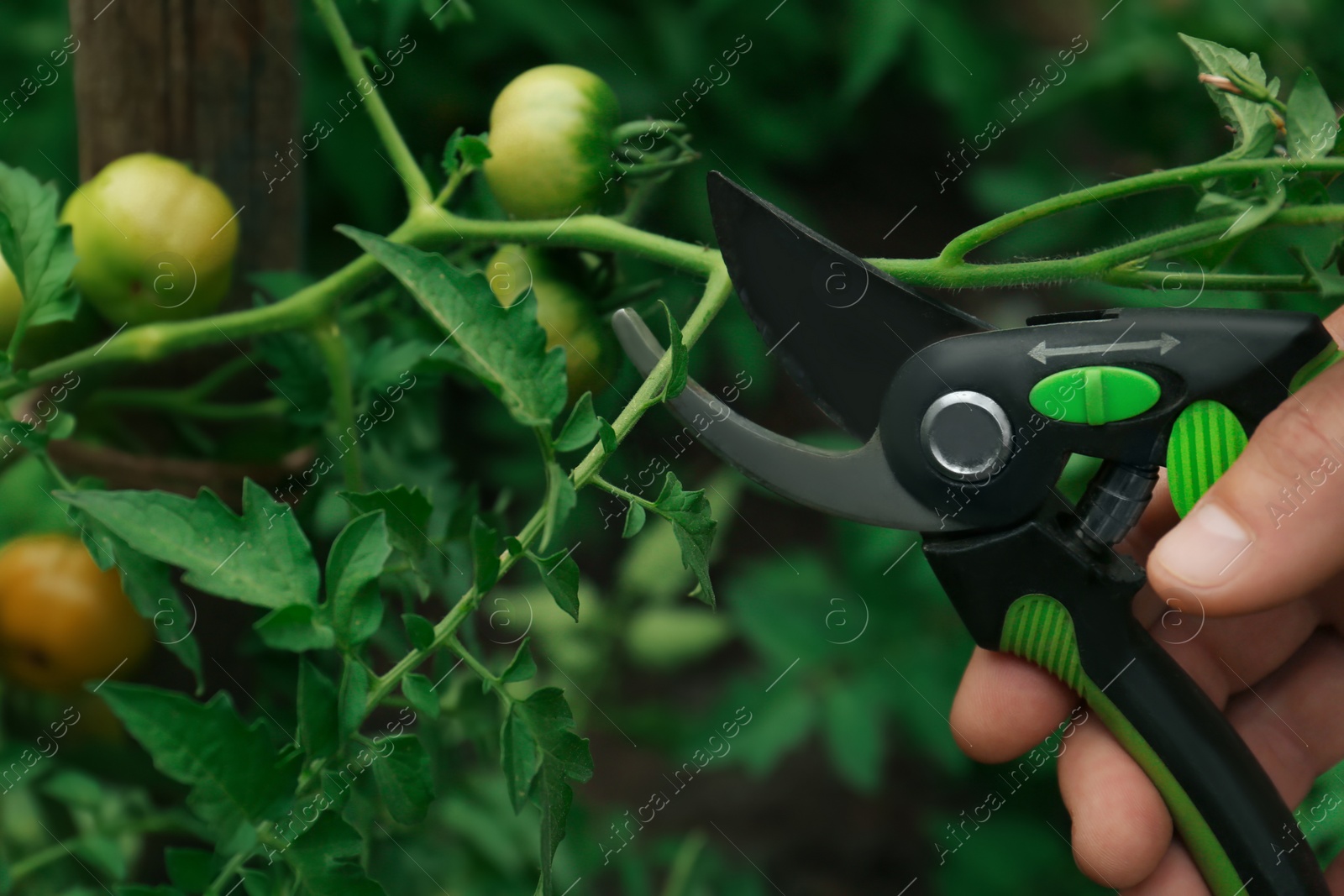 Photo of Man pruning tomato bush with secateurs in garden, closeup