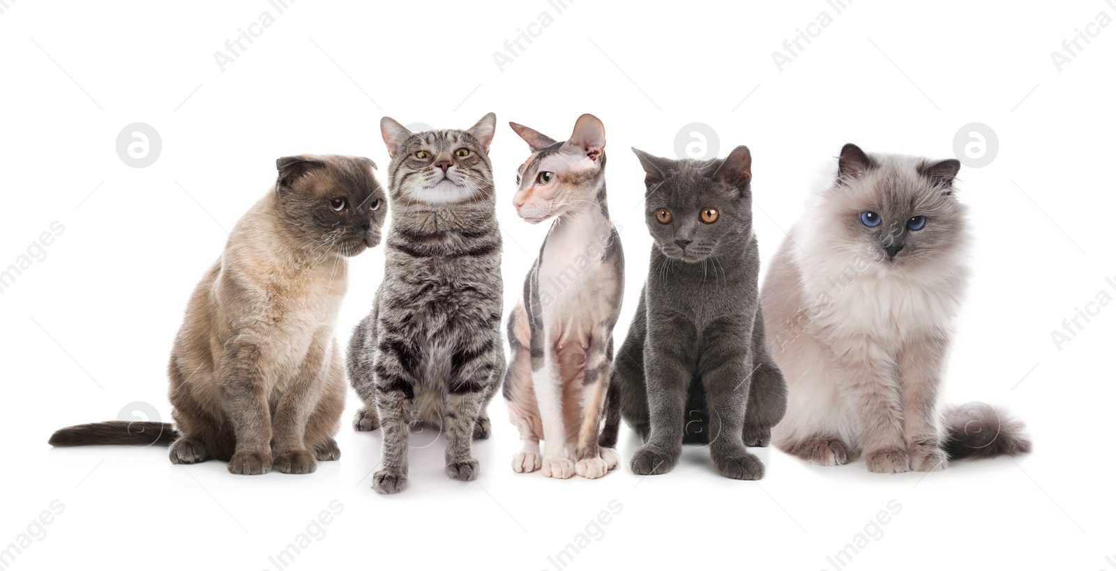 Image of Adorable cats on white background. Lovely pets