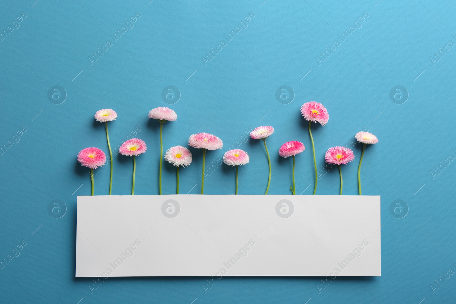 Photo of Flat lay composition with spring daisy flowers and card on color background. Space for text