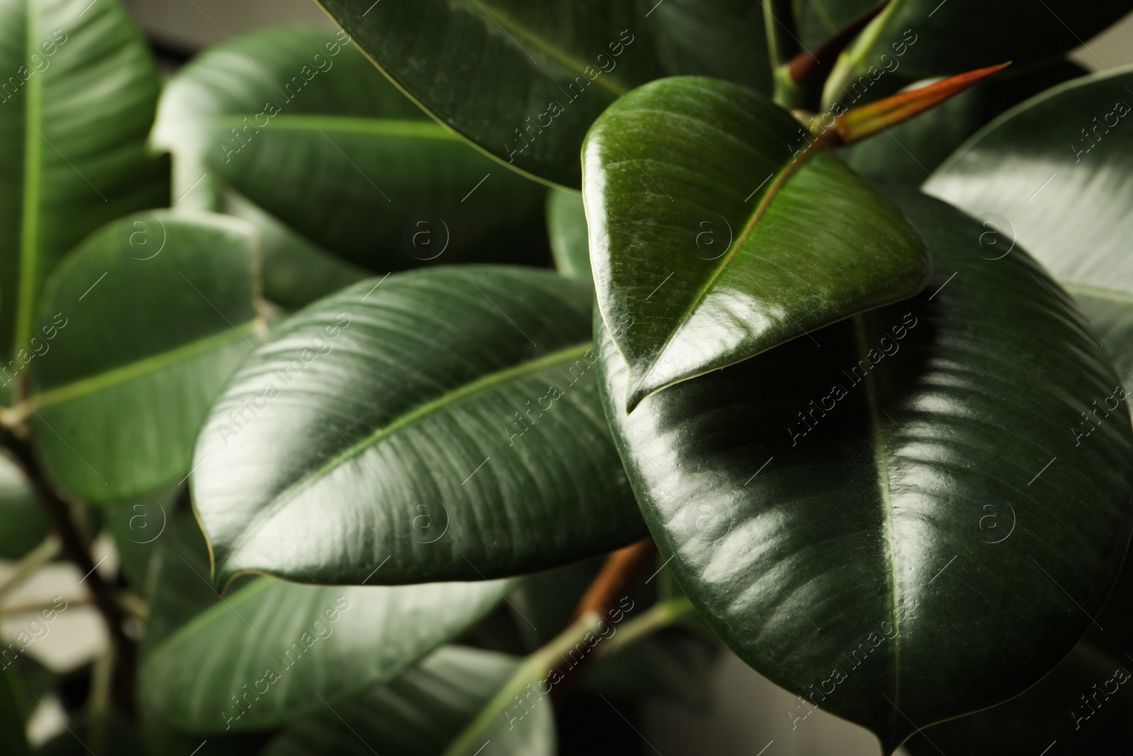 Photo of Ficus with lush leaves, closeup. Tropical plant