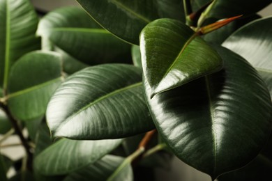 Ficus with lush leaves, closeup. Tropical plant