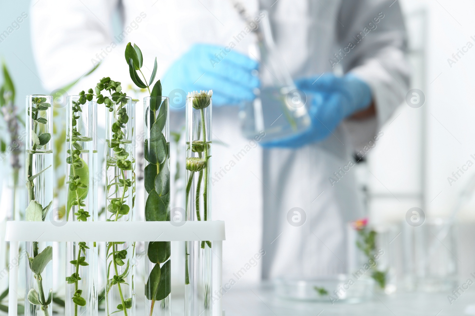 Photo of Test tubes with different plants in laboratory, closeup