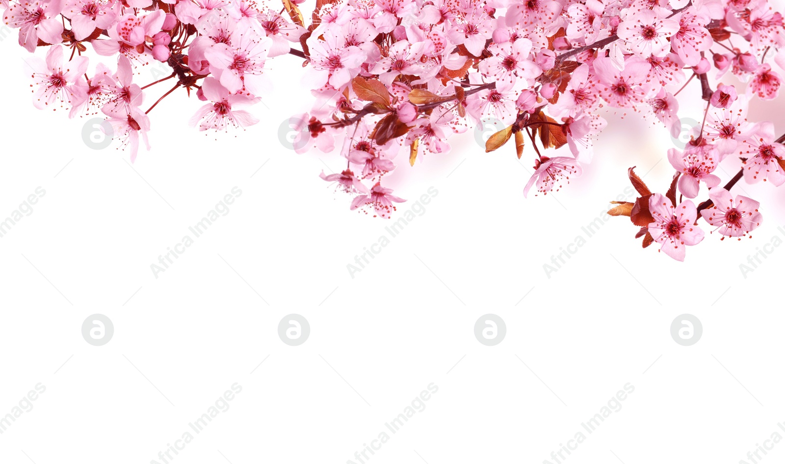 Image of Beautiful sakura tree branches with delicate pink flowers on white background