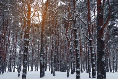 Photo of Picturesque view of beautiful forest covered with snow