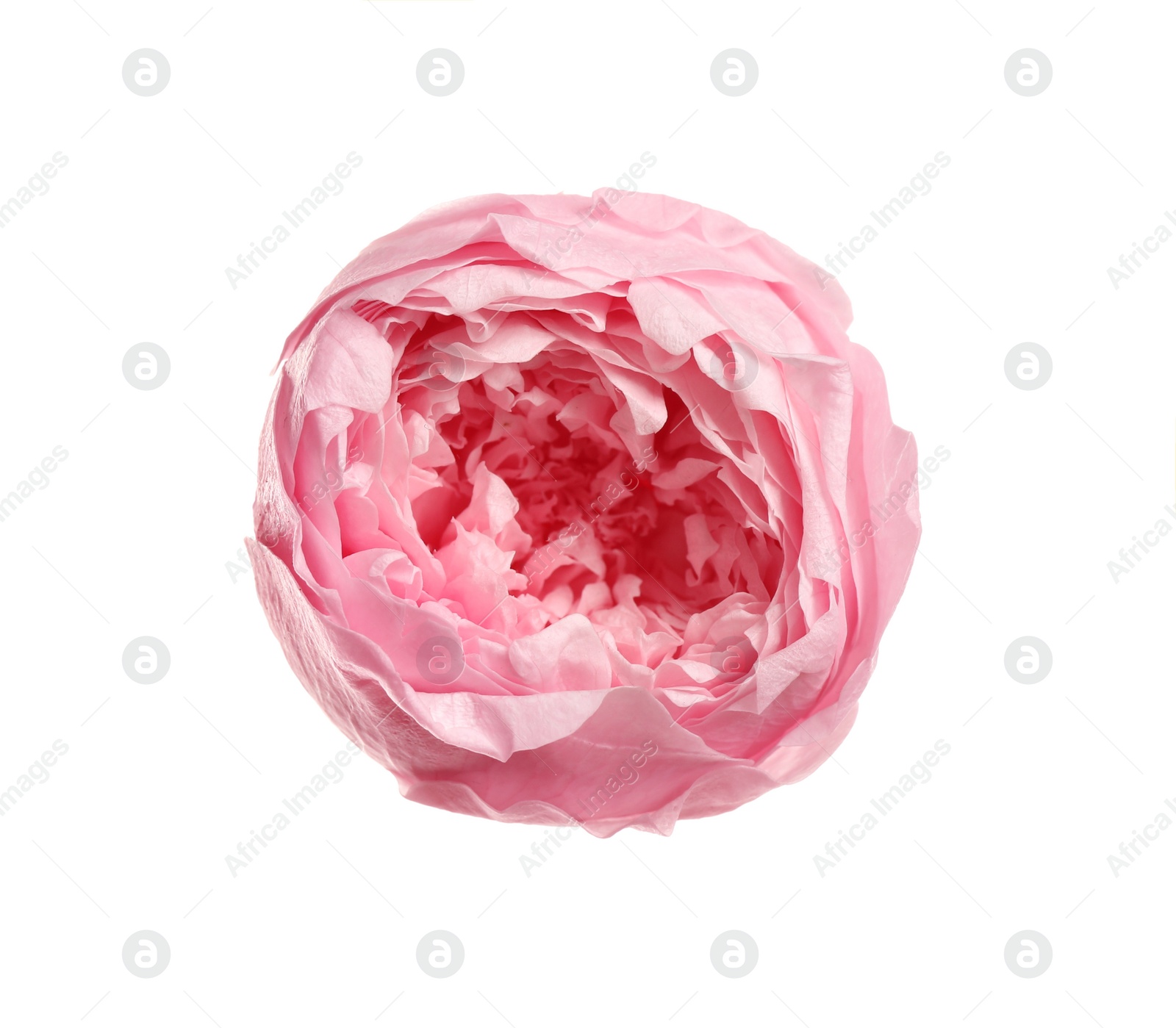 Photo of Beautiful pink peony flower isolated on white, top view