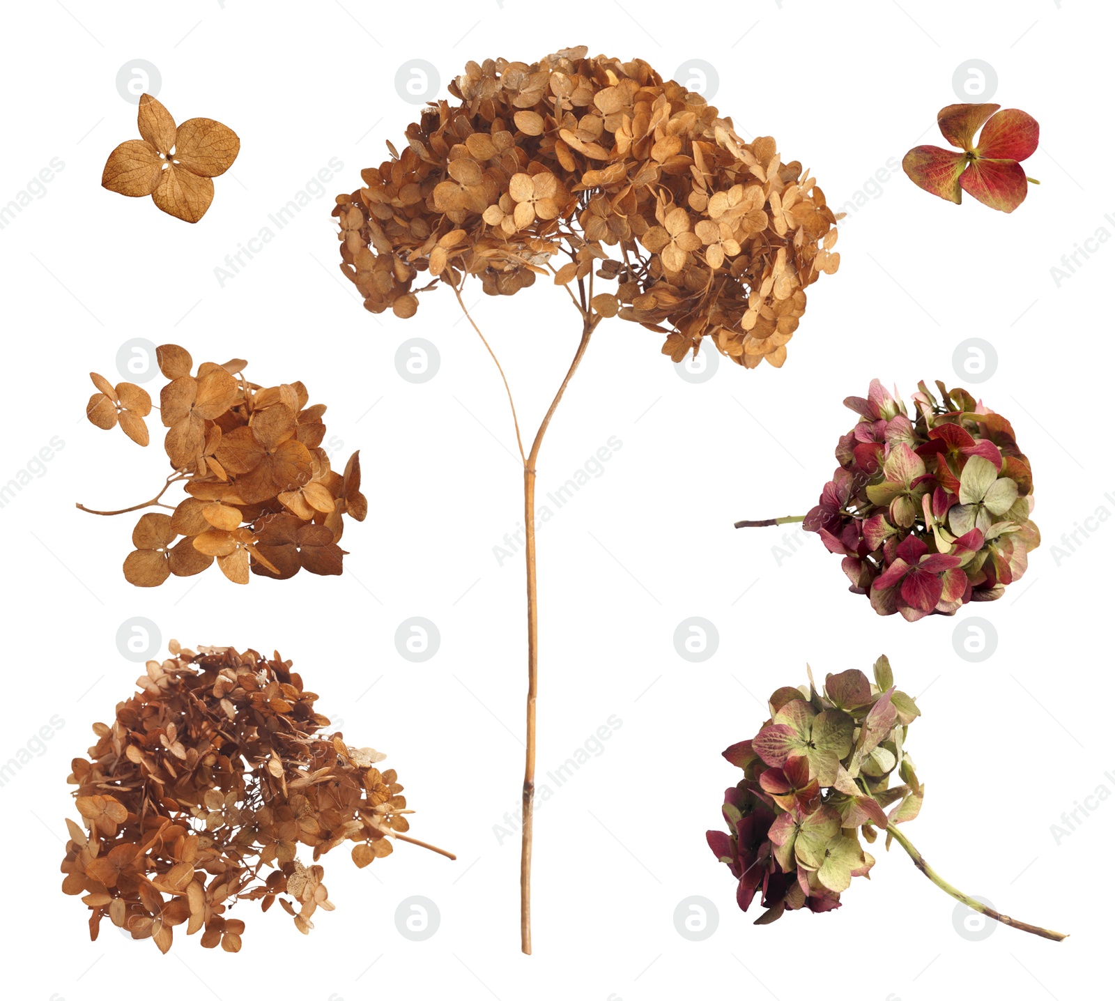 Image of Collage with dry hortensia (hydrangea) on white background
