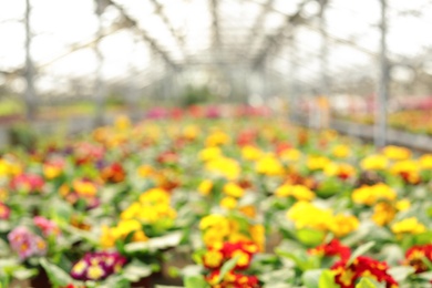 Blurred view of greenhouse with blooming flowers. Home gardening