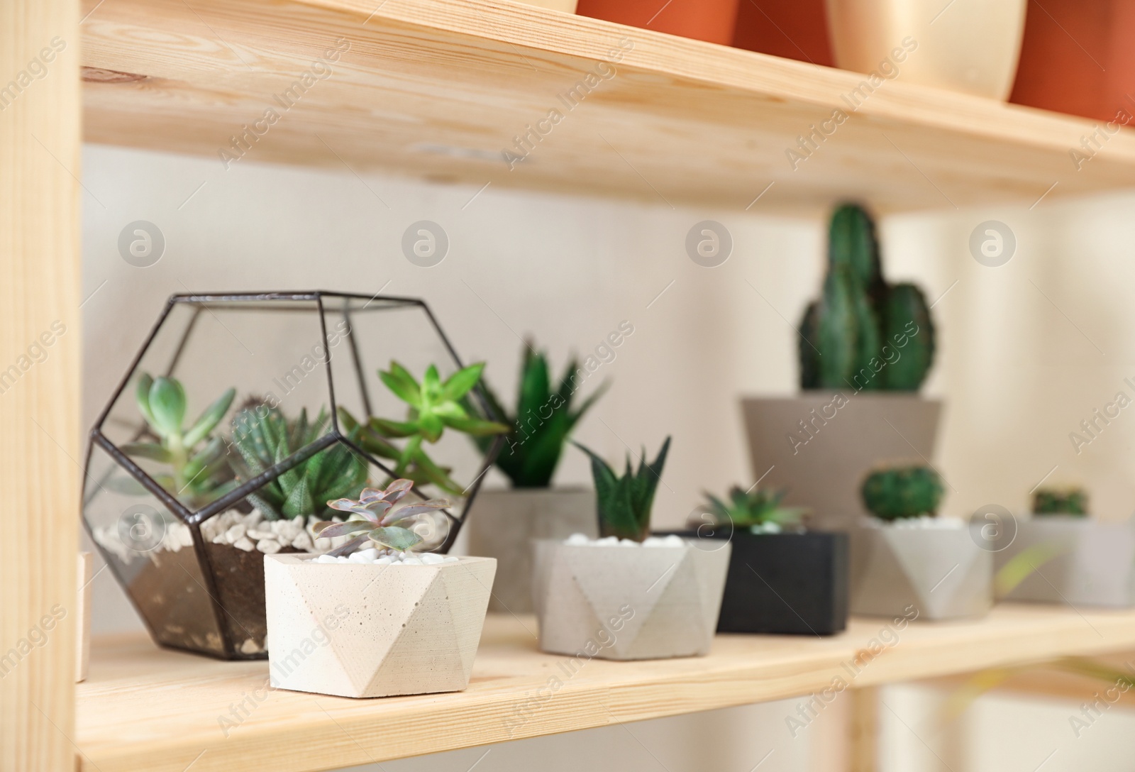 Photo of Different home plants on wooden shelf, space for text. Interior design element