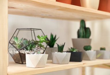 Different home plants on wooden shelf, space for text. Interior design element