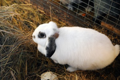 Photo of Cute fluffy bunny on hay in zoo, above view