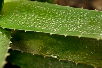 Photo of Beautiful green aloe vera plant with water drops, closeup