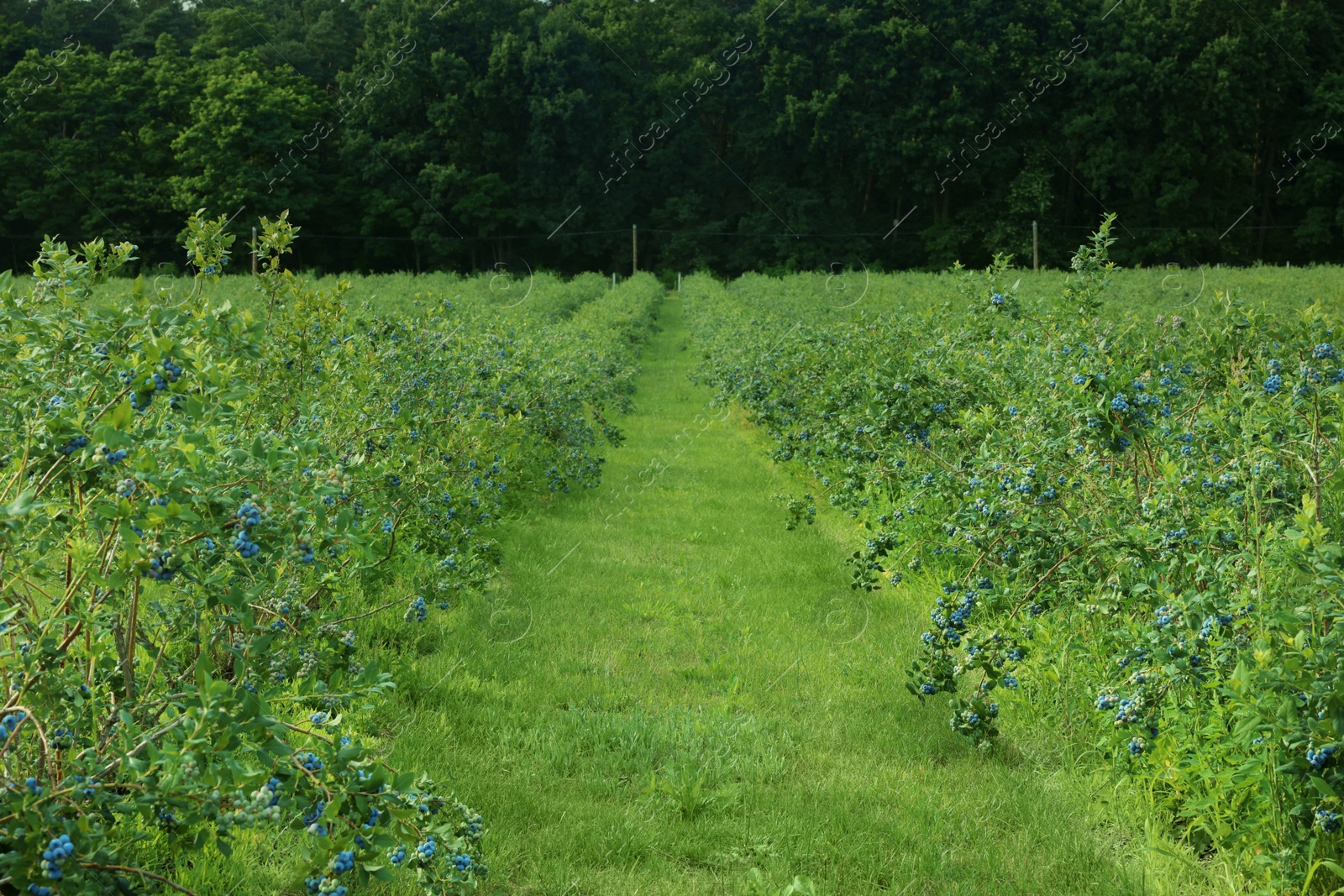 Photo of Blueberry bushes growing on farm outdoors. Seasonal berries