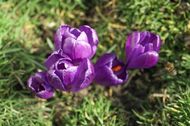 Photo of Beautiful purple crocus flowers growing in garden