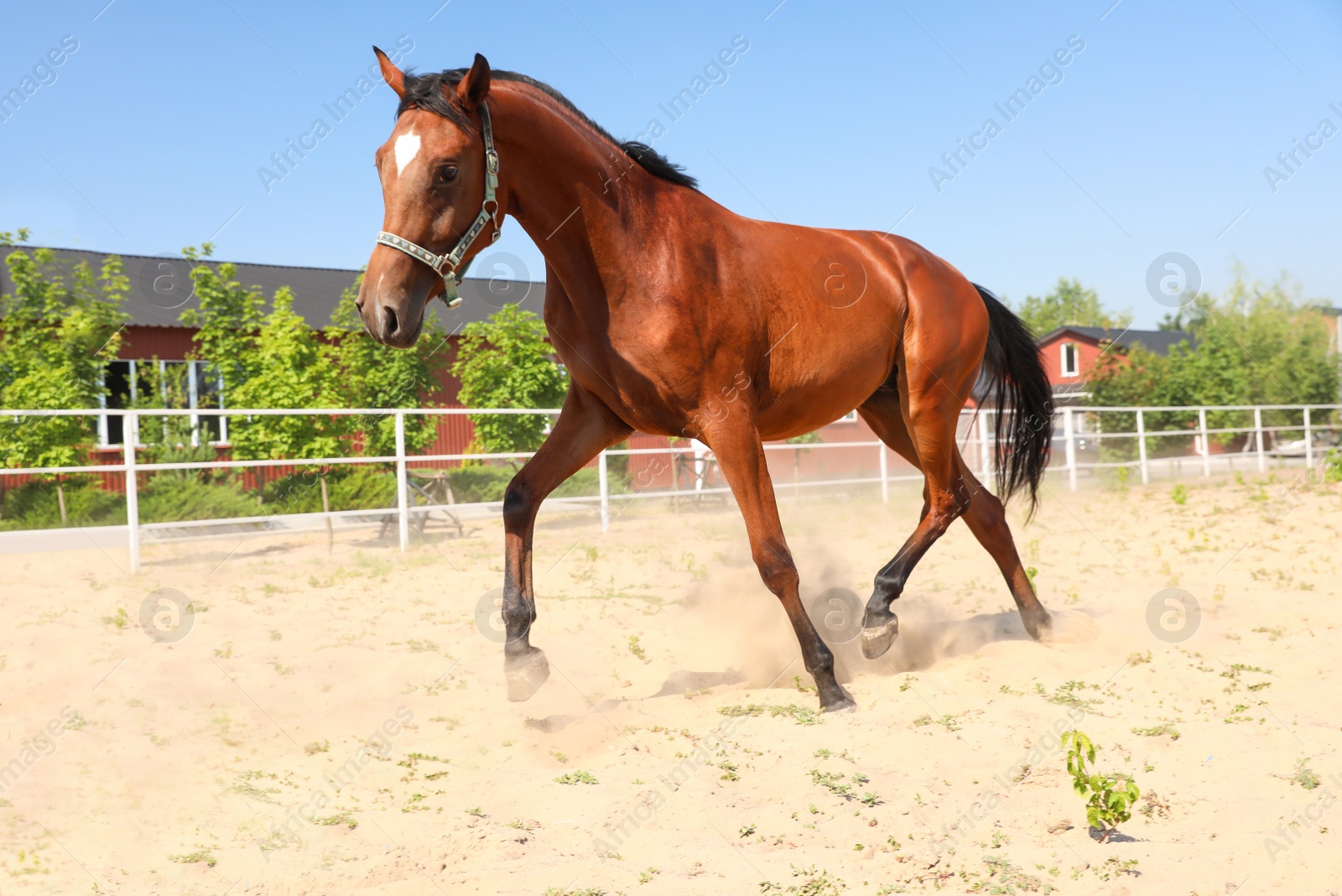 Photo of Bay horse in paddock on sunny day. Beautiful pet