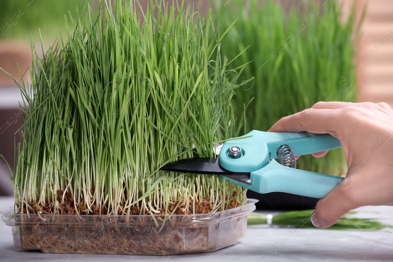 Photo of Woman cutting sprouted wheat grass with pruner at table, closeup