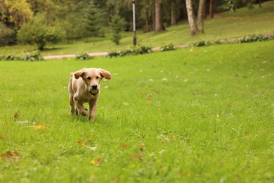 Cute Labrador Retriever puppy with ball running on green grass in park, space for text