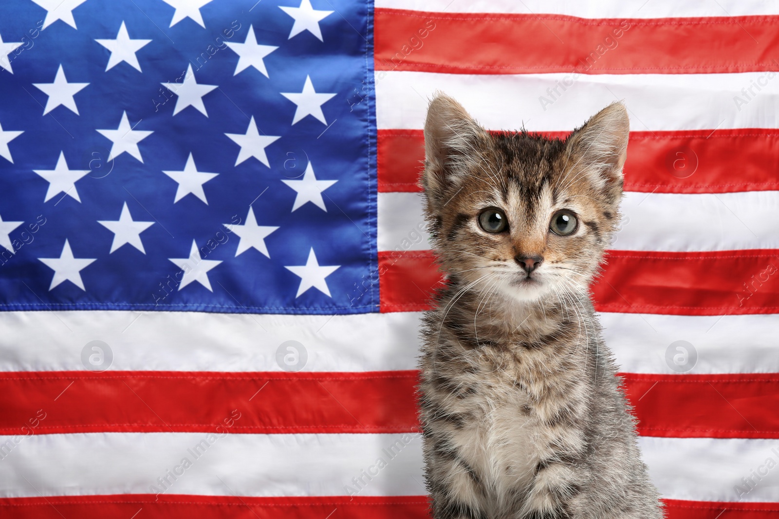 Image of Cute little kitten against national flag of United States of America