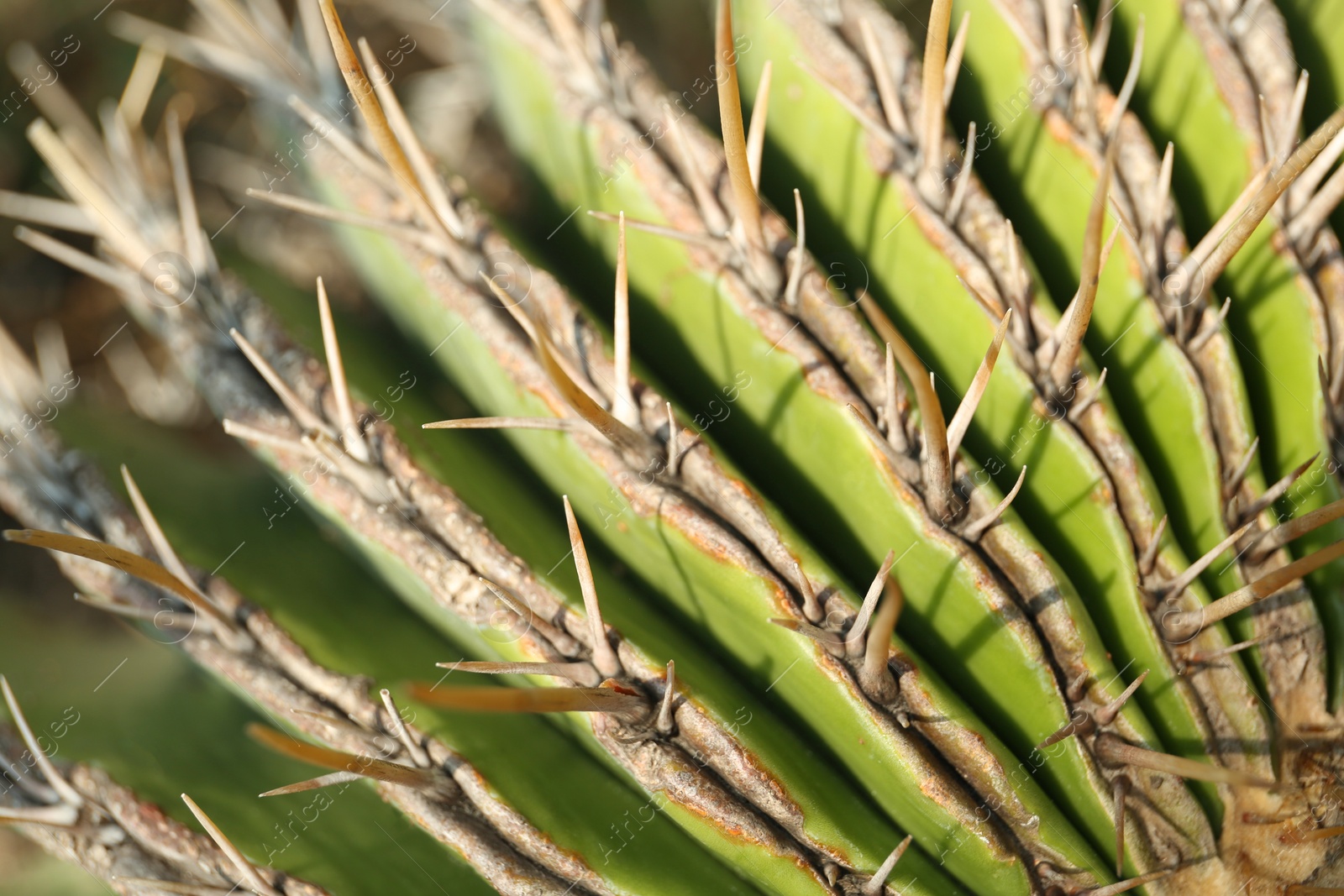 Photo of Closeup view of beautiful cactus. Tropical plant