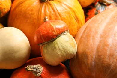 Many different pumpkins as background, closeup. Autumn holidays